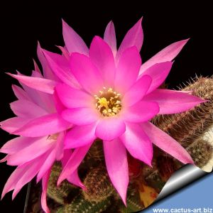 Chamaecereus hybrid (Chamaelobivia) cv. LADY MADONNA