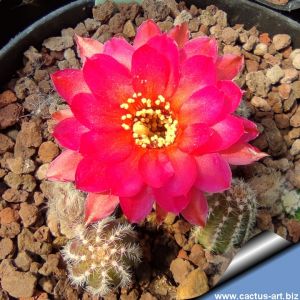 Chamaecereus hybrid (Chamaelobivia) cv. LINCOLN ELEGANCE