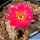 Chamaecereus hybrid (Chamaelobivia) cv. LINCOLN ELEGANCE