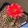 Chamaecereus hybrid (Chamaelobivia) cv. LINCOLN ELEGANCE