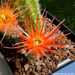 Chamaecereus hybrid (Chamaelobivia) cv. ORANGE SPIDER