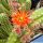 Chamaecereus hybrid (Chamaelobivia) cv. ORANGE SPIDER