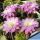 Echinopsis hybrid cv. APOLLOFALTER
