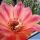 Trichopsis (Trichocereus x Echinopsis hybrid) cv. CIRCUS MAXIMUS