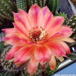 Trichopsis (Trichocereus x Echinopsis hybrid) cv. CIRCUS MAXIMUS