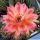 Trichopsis (Trichocereus x Echinopsis hybrid) cv. CIRCUS MAXIMUS