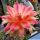Trichopsis (Trichocereus x Echinopsis hybrid) cv. CIRCUS MAXIMUS