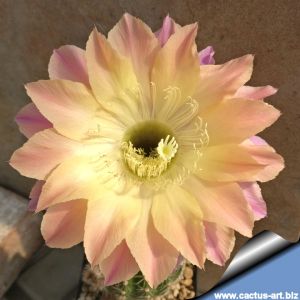 Echinopsis hybrid cv. EL CAPITAN