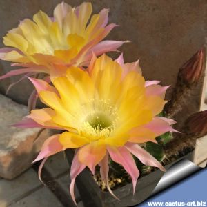 Echinopsis hybrid cv. EMBRACEABLE YOU (Schick)