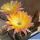 Echinopsis hybrid cv. EMBRACEABLE YOU (Schick)