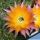 Echinopsis hybrid cv. EMBRACEABLE YOU (Schick)