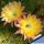 Echinopsis hybrid cv. EMBRACEABLE YOU (Schick)