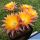 Echinopsis hybrid cv. EMBRACEABLE YOU (Schick)