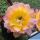 Echinopsis hybrid cv. ARABESQUE (Schick)