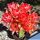Echinopsis hybrid cv. GOLDFISH