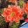Echinopsis hybrid cv. GOLDFISH