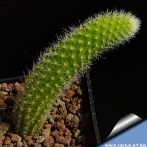 Hildewintera colademononis (SEEDLING)