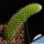 Hildewintera colademononis (SEEDLING)