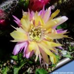 Chamaecereus hybrid cv. PAN 17.8.65