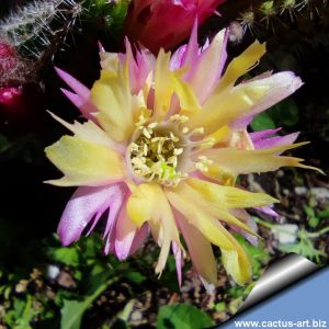 Chamaecereus hybrid (Chamaelobivia) cv. PAN 17.8.65