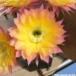 Echinopsis hybrid cv. RIPTIDE (Schick)