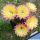 Echinopsis hybrid cv. RIPTIDE (Schick)