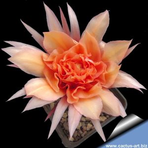 Echinopsis hybrid cv. SUMMERDANCE (AN.2010.13.BRU.1)