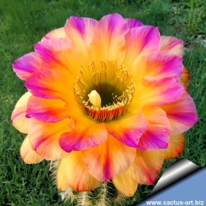 Trichopsis (Trichocereus x Echinopsis hybrid) cv. VERS 16