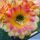 Trichopsis (Trichocereus x Echinopsis hybrid) cv. VERS 16