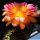Trichopsis (Trichocereus x Echinopsis hybrid) cv. VERS 16