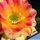 Trichopsis (Trichocereus x Echinopsis hybrid) cv. VERS 16