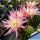 Trichopsis (Trichocereus x Echinopsis hybrid) cv. WILD STAR (TS L8/5)