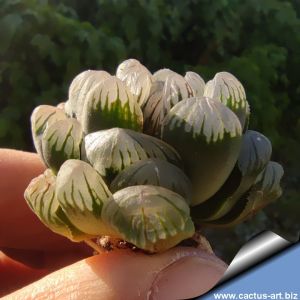 Haworthia cooperi cv. OLD RIVER