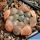 Haworthia cooperi cv. OLD RIVER