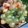 Haworthia cooperi cv. OLD RIVER