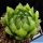 Haworthia cooperi v. picturata