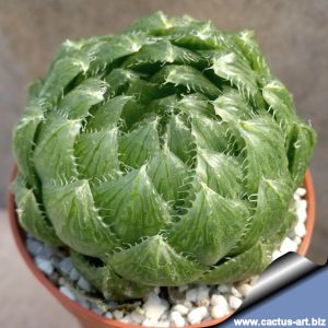 Haworthia cooperi v. picturata