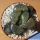 Haworthia springbokvlakensis cv. CRYSTAL BALL