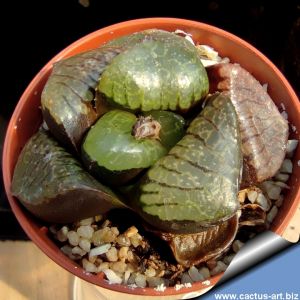 Haworthia springbokvlakensis cv. CRYSTAL BALL