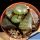 Haworthia springbokvlakensis cv. CRYSTAL BALL