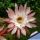 Hildewintera hybrid cv. BUTTERFLY
