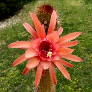 Hildewintera hybrid cv. FLORIAN