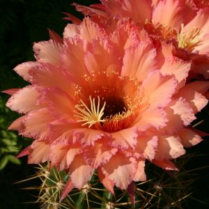 Trichopsis (Trichocereus x Echinopsis hybrid) cv. GRASER'S SCHONSTE