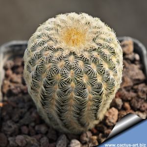 Echinocereus rigidissimus v. rubrispinus L088 (Pale spines form), Sierra Obscura, Chihuahua, Mexico.