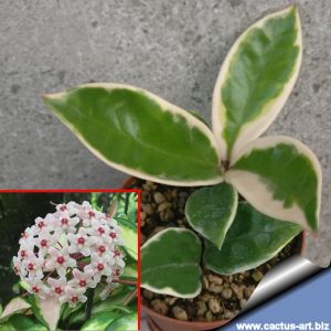 Hoya carnosa f. variegata