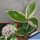 Hoya carnosa f. variegata