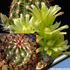 Echinocereus viridiflorus DJF1288 North East of Saguache County, Colorado, USA.