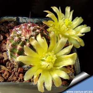 Echinocereus viridiflorus DJF1288 North East of Saguache County, Colorado, USA.