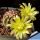 Echinocereus viridiflorus DJF1288 North East of Saguache County, Colorado, USA.