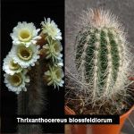 Trixanthocereus blossfeldiorum (Espostoa blossfeldiorum)